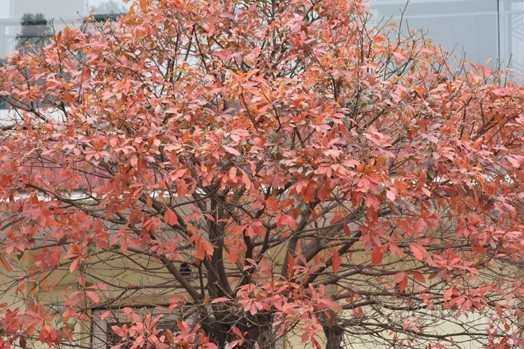 Một góc phố được nhuộm sắc đỏ cam