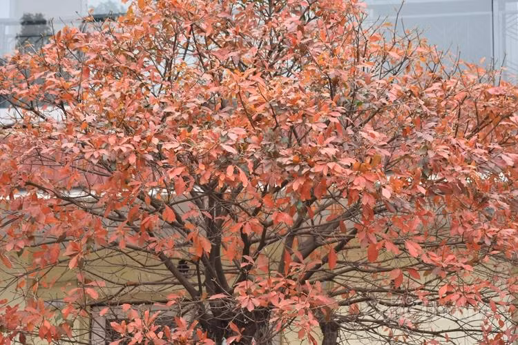 Một góc phố được nhuộm sắc đỏ cam