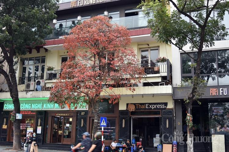 Hàng cây ven Hồ Gươm đan xen sắc màu