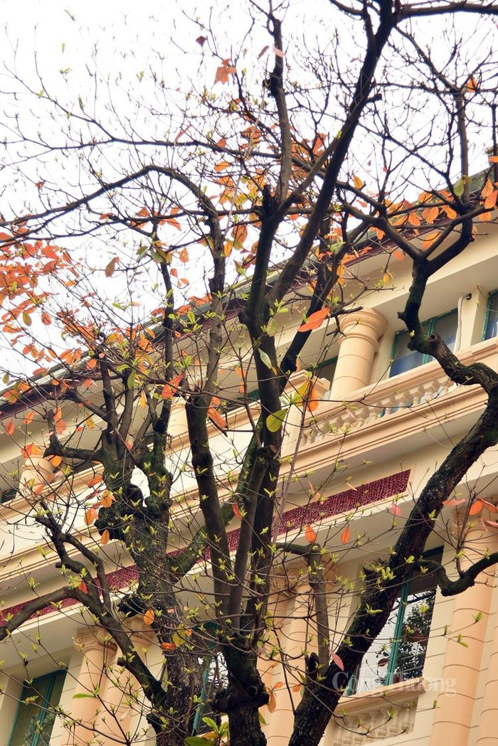 Mùa lá vàng, đỏ vội đến vội đi, không báo trước. Khung cảnh lãng mạn cũng chỉ kéo dài độ một, hai tuần. Sớm thôi, từng chiếc lá sẽ rụng xuống, nhường chỗ cho những nụ mầm xanh tươi mơn mởn khác. Và Hà Nội lại sang mùa...