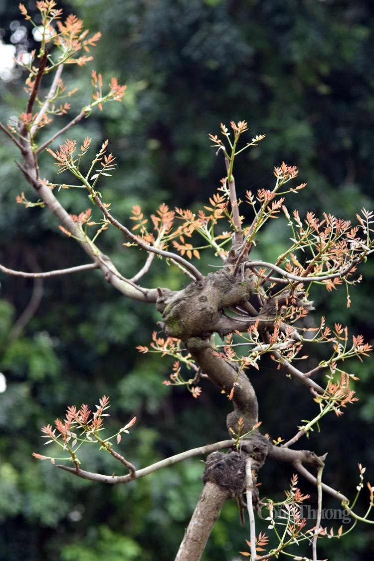 ... Rồi lộc non mới chớm