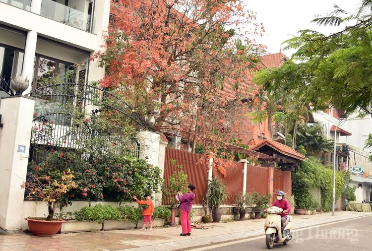 Cây lộc vừng đổ lá đỏ rực một góc phố Hồ Tây