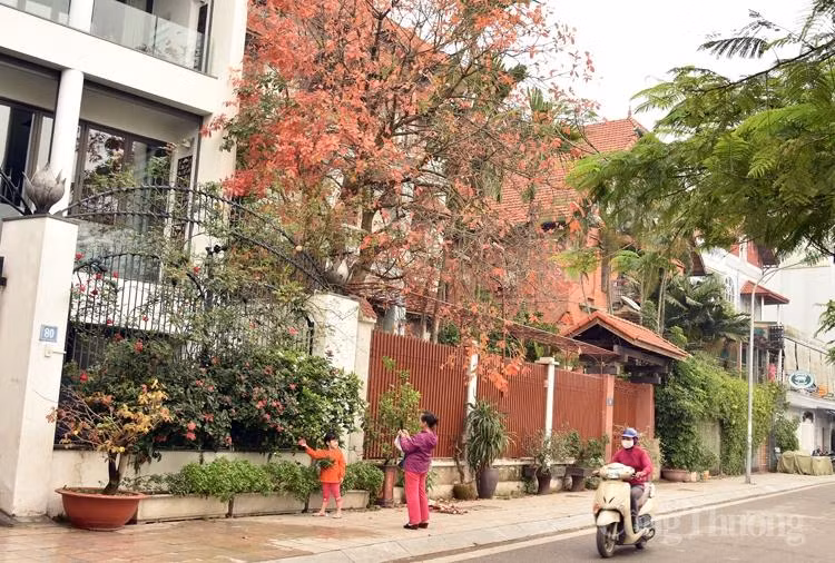 Cây lộc vừng đổ lá đỏ rực một góc phố Hồ Tây