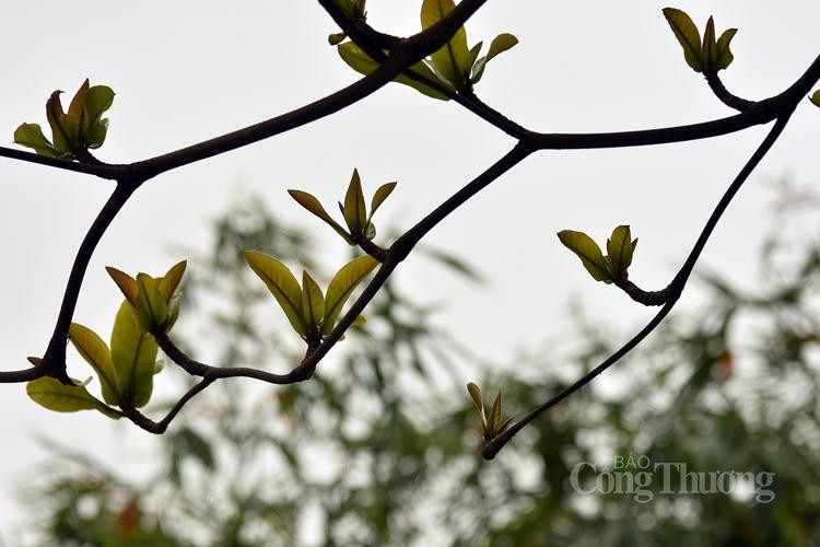 Không gian xanh tràn đầy sức sống