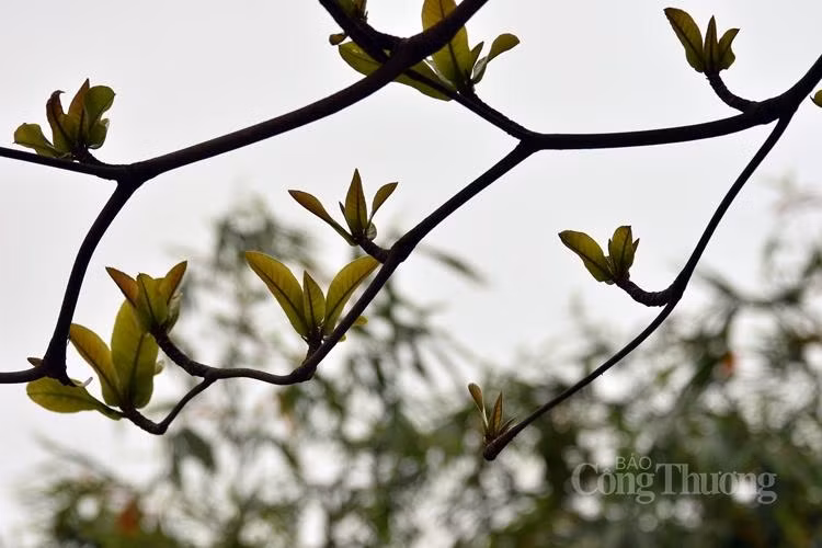 Không gian xanh tràn đầy sức sống