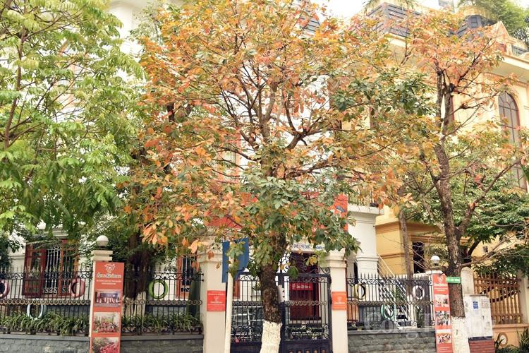 Cây bàng trên phố Lò Đúc với “tứ sắc” hòa quyện