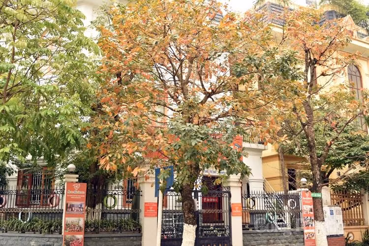Cây bàng trên phố Lò Đúc với “tứ sắc” hòa quyện