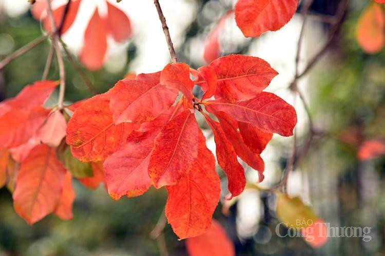 Khung cảnh đẹp chẳng khác gì một góc phố trời Âu