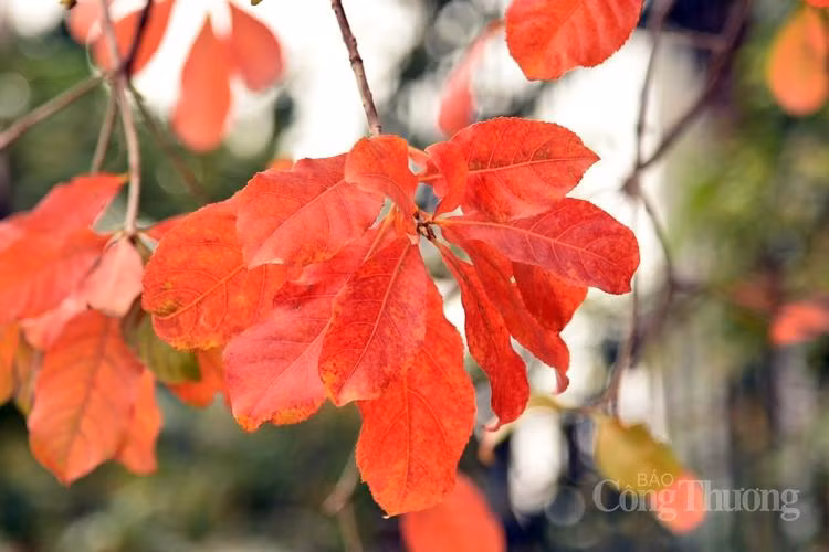 Khung cảnh đẹp chẳng khác gì một góc phố trời Âu