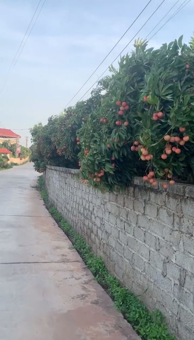 Theo chia sẻ của chàng trai, cảnh này được quay ở Lục Ngạn, Bắc Giang. Mà ai cũng biết rồi đó, cùng với Thanh Hà (Hải Dương) thì đây chính là một vùng trồng vải thiều lớn nhất cả nước.