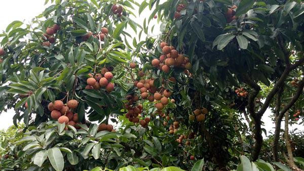 Chứng kiến đoạn clip đoạn đường đầy vải, netizen để lại bình luận: "Kiểu này thì chắc nhà nào cũng có trồng nên không ai thèm bẻ thôi. Chứ cả khu mà có vài vườn thế này thì chỉ còn cái nịt nhé!", "Vải thiều Lục Ngạn thì nổi tiếng quá rồi, người dân sống ở đó mùa này chắc nhìn thấy trái vải là ngán, còn mình thì chẳng có mà ăn." hay "Mùa dịch khó bán quá thì hái ship đi bạn, bọn mình mua ủng hộ cho!".