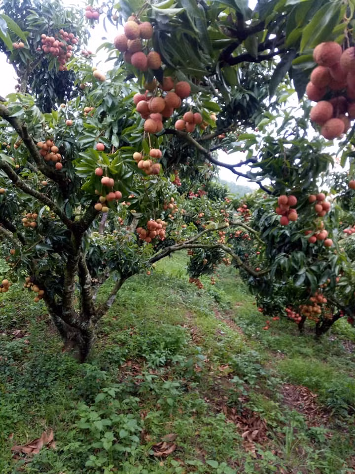 Vải thiều Thanh Hà và Lục Ngạn thường có vỏ mỏng, cùi dày, hạt bé hoặc gần như không hạt, khi ăn có hương vị thơm và ngọt hơn vải được trồng ở các khu vực khác.