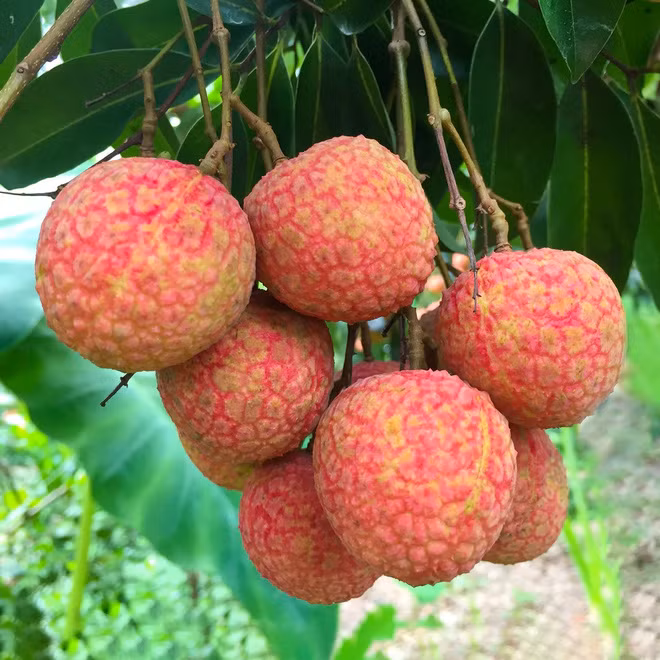 Đi lên phía trên một đoạn, bên phía tay trái là cả một vườn vải rộng bao la, trái chín đỏ mọc thành từng chùm hấp dẫn.