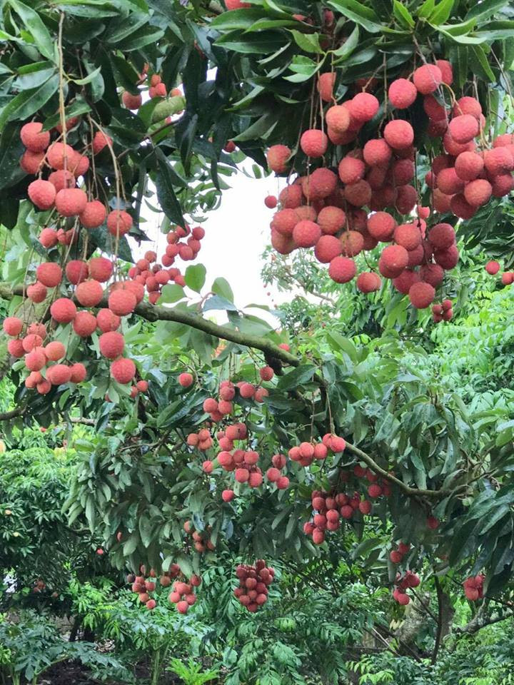 Vì chất lượng ngon nên giá bán loại vải thiều cũng cao hơn bình thường.