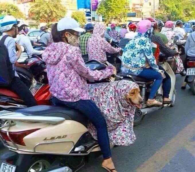 Không chỉ có người, nhiều chú cún cưng khi ra đường ngày nắng nóng đỉnh điểm cũng được các "con sen" che chắn cực kĩ càng.