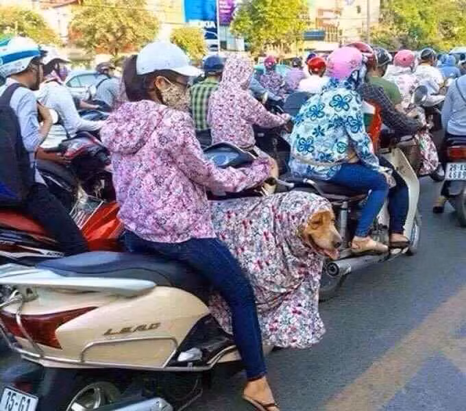 Không chỉ có người, nhiều chú cún cưng khi ra đường ngày nắng nóng đỉnh điểm cũng được các "con sen" che chắn cực kĩ càng.