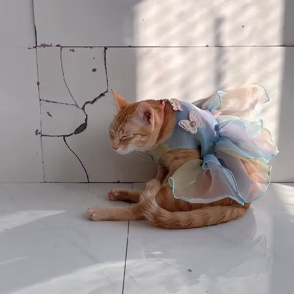 Cô cũng sợ bé bị ảnh hưởng tâm lý vì đây là một điều đáng buồn với một con mèo thích hoạt động nhiều như Mỹ Diệu, nhưng may mắn là Mỹ Diệu vẫn nghịch ngợm, quậy như mọi người thấy.