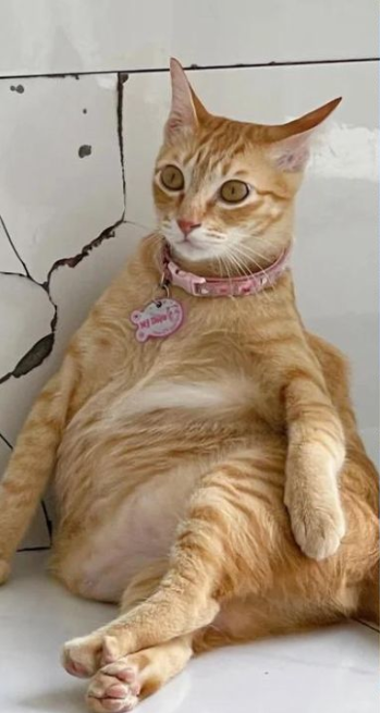 Thế nhưng, ít ai biết, đằng sau sự vui nhộn ấy, Mỹ Diệu từng có hoàn cảnh vô cùng đáng thương.