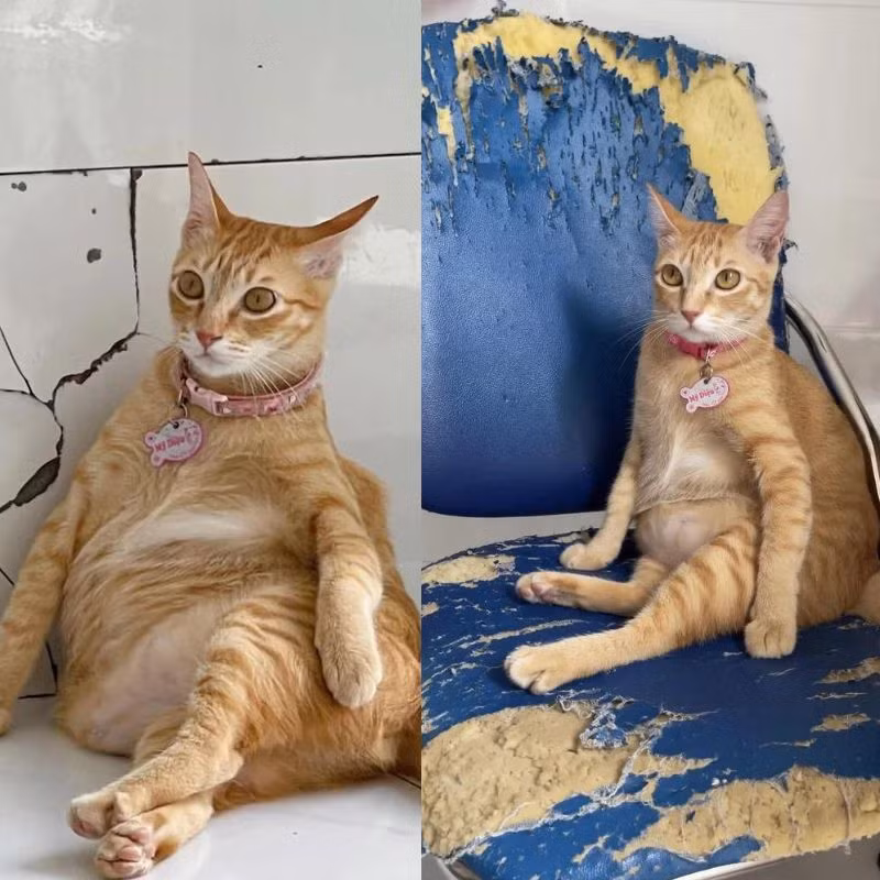 Mỹ Diệu được các bạn theo dõi yêu thích nhất vì tính cách vui vẻ và hay làm nhiều trò.