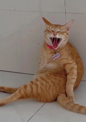 Chủ của Mỹ Diệu là cô bạn Đỗ Ngọc Tường Minh (26 tuổi, ngụ Cần Thơ) cũng thường xuyên cập nhật hình ảnh, video kèm theo nội dung gây cười về đàn mèo của mình.