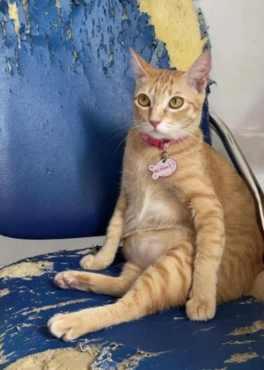 Đợt dịch Covid-19 bùng phát, cô bạn Đỗ Ngọc Tường Minh – chủ của Mỹ Diệu từng vô tình nhặt được 5 chú mèo con bơ vơ. Vì rất thương những em mèo hoang này, không thể nuôi đứa này bỏ đứa kia nên cô đã cưu mang tất cả. Minh lần lượt đặt tên là Nâu, Mập… rồi rảnh rỗi nên đã làm clip về tụi nó cho vui vẻ.