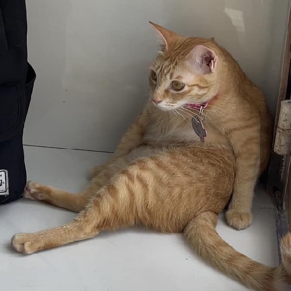 Tuy nhiên, phép màu đã xảy ra, Mỹ Diệu đáp ứng được thuốc nên đã sống sót. Cũng kể từ đây, bé mèo hoang để lại di chứng là 2 chân sau yếu, tướng đi xiêu vẹo và hay ngồi dựa tường nên mới cho ra đời những bức ảnh nổi rần rần trên khắp mạng xã hội.