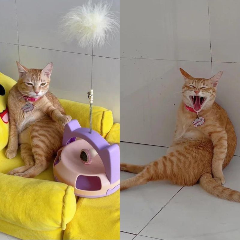 Chú mèo ngồi dựa vào tường, duỗi hai chân và lộ chiếc bụng bự, từ đó Mỹ Diệu bị “đổ oan” là đã ngồi nhiều tới mức tường nhà phải nứt, thủng.