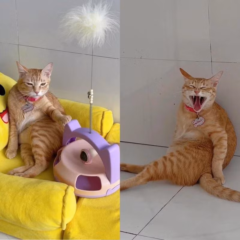 Chú mèo ngồi dựa vào tường, duỗi hai chân và lộ chiếc bụng bự, từ đó Mỹ Diệu bị “đổ oan” là đã ngồi nhiều tới mức tường nhà phải nứt, thủng.