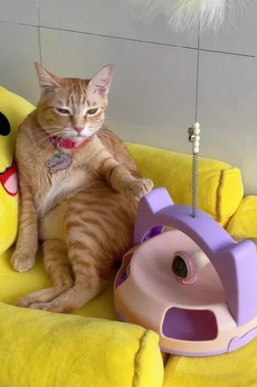 Ngoài ra, cái tên Mỹ Diệu “bầy hầy” cụm từ chỉ sự lếch thếch, bừa bãi, bỗng trở thành trending mới mẻ trong giới trẻ. Bên cạnh đó “cô mèo” vàng còn có những cái tên đặc biệt khác như “Chị Mỹ Diệu", "Mỹ Diệu bầy hầy", "Mỹ Diệu ngồi lủng tường", "Mỹ Diệu người con gái anh thương",...