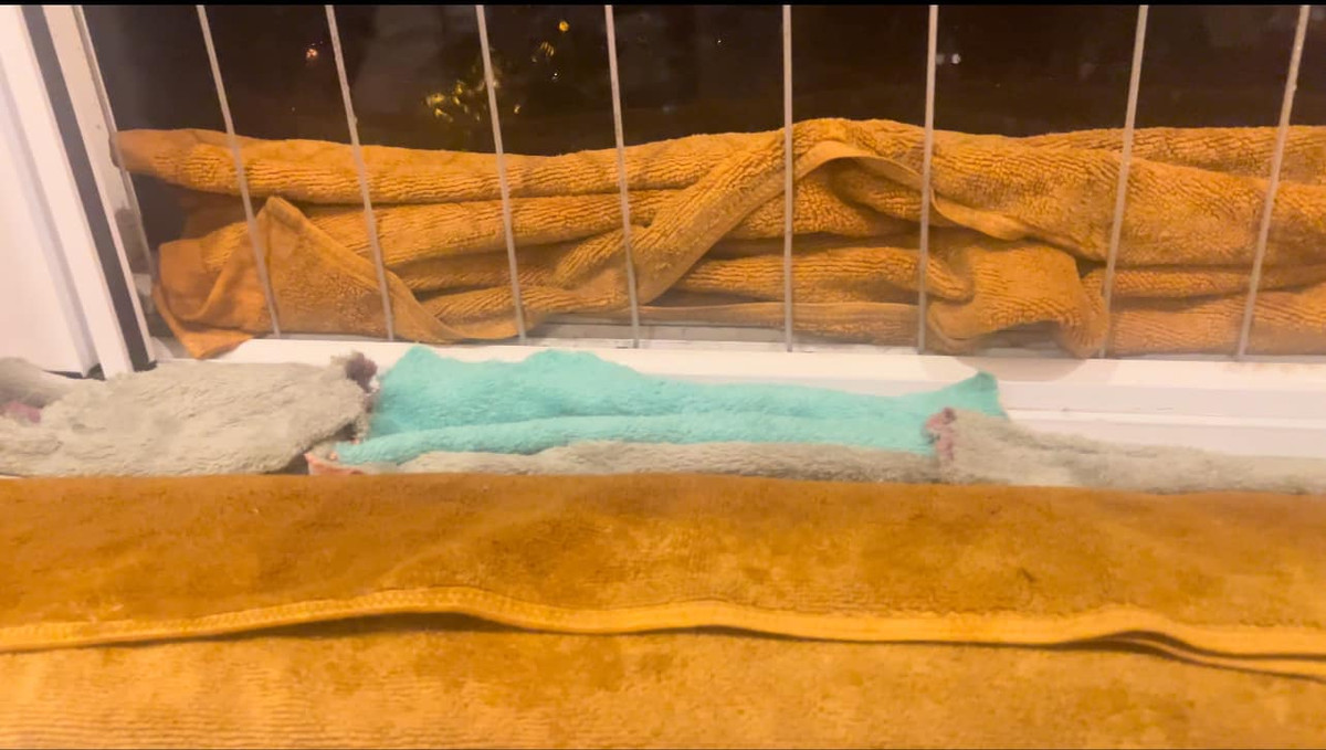 Bao nhiêu dụng cụ có thể ngấm nước đều được gia chủ huy động để phục vụ công việc chống dột.