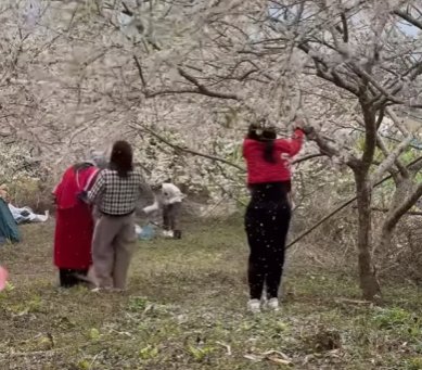 Trong video, ba cô gái liên tục rung mạnh nhánh cây, làm cho những cánh hoa rơi lả tả xung quanh.