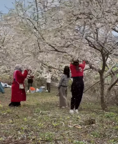 Theo đó, thước phim ghi lại hành động thiếu ý thức của ba cô gái trẻ trong một vườn mận. Cụ thể, nhóm cô gái này đã có hành động cố tình rung cây mận, khiến những bông hoa trắng muốt rụng xuống, với mục đích tạo ra những bức ảnh "sống ảo" không ai có.