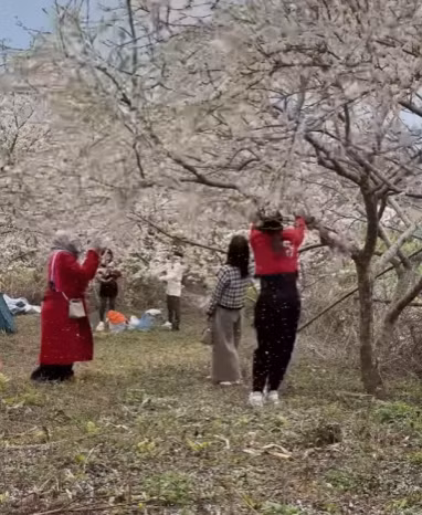 Theo đó, thước phim ghi lại hành động thiếu ý thức của ba cô gái trẻ trong một vườn mận. Cụ thể, nhóm cô gái này đã có hành động cố tình rung cây mận, khiến những bông hoa trắng muốt rụng xuống, với mục đích tạo ra những bức ảnh "sống ảo" không ai có.