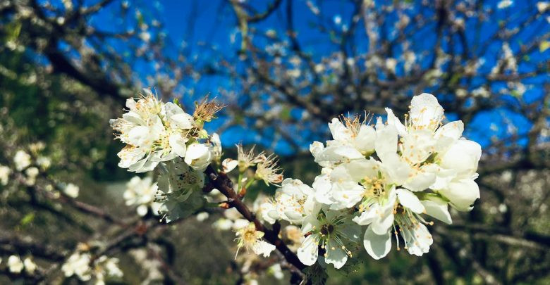 Được biết, với 15.000 đồng, du khách có thể tham quan, ghi lại hình ảnh tuyệt vời nơi đây.