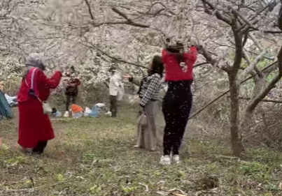 Dường như họ chỉ quan tâm đến những bức hình đẹp mà không hề suy nghĩ đến sự thiệt hại mà mình gây ra cho cảnh quan, chủ vườn. Điều này khiến người xem phải thở dài chán chường, bởi hành động thiếu văn hóa và đầy ích kỷ.