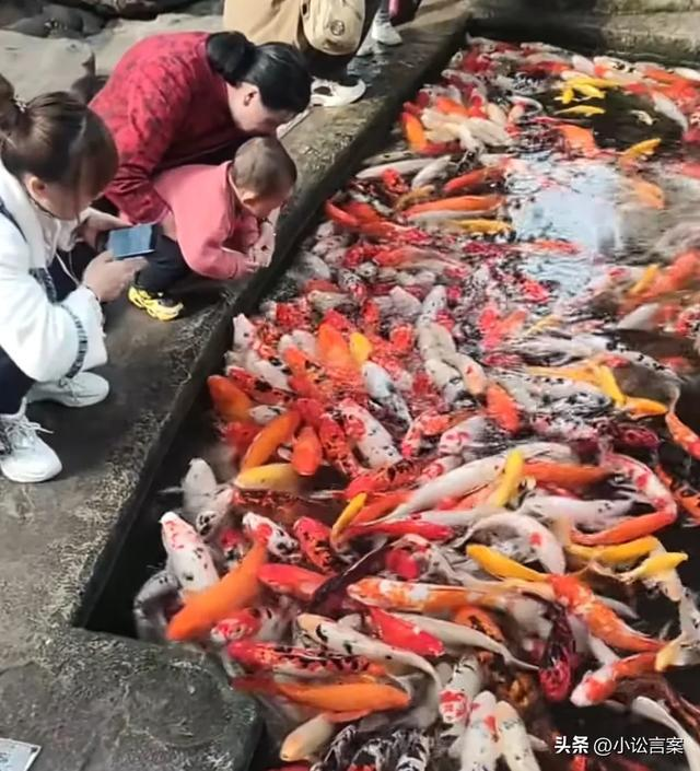 Việc đàn cá Koi chết hàng loạt khiến chủ hồ cá chịu cú sốc tâm lý và tổn thất kinh tế vô cùng to lớn. Được biết, đây là hồ cá cảnh lớn ở công viên Gia Lăng rất được người dân Trùng Khánh yêu thích.