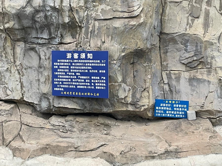 Số cá Koi chết được thu dọn và mang đi tiêu hủy khiến nhiều người dân tiếc nuối. Ảnh: Baijia Hao