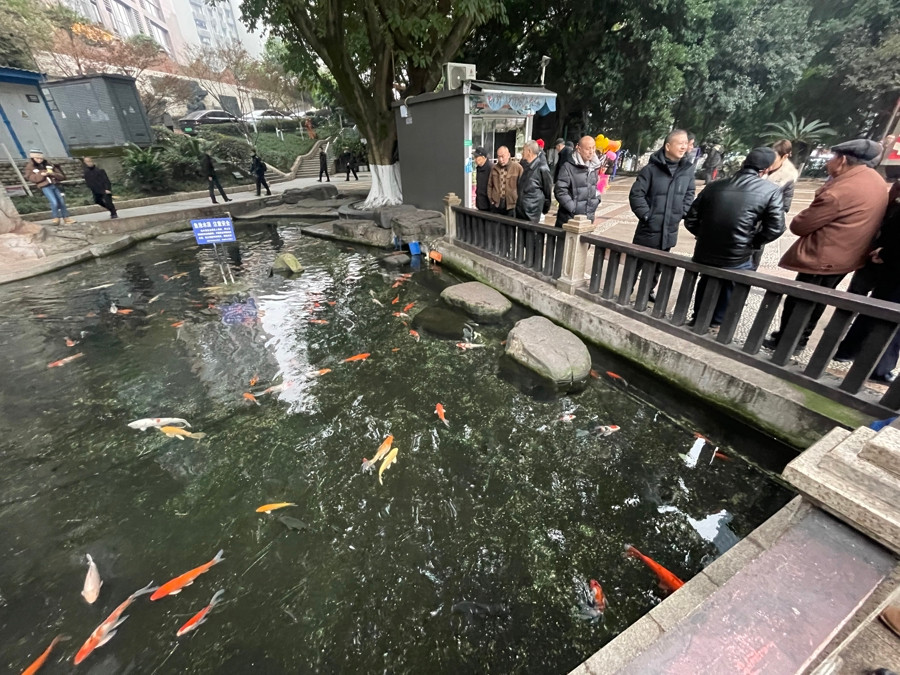 Chủ hồ cá gấp rút tìm hiểu nguyên nhân thì phát hiện ra nước trong hồ cá Koi đã bị đầu độc. Nhận định đây là sự việc bất thường, chủ hồ cá đã trình báo cảnh sát.