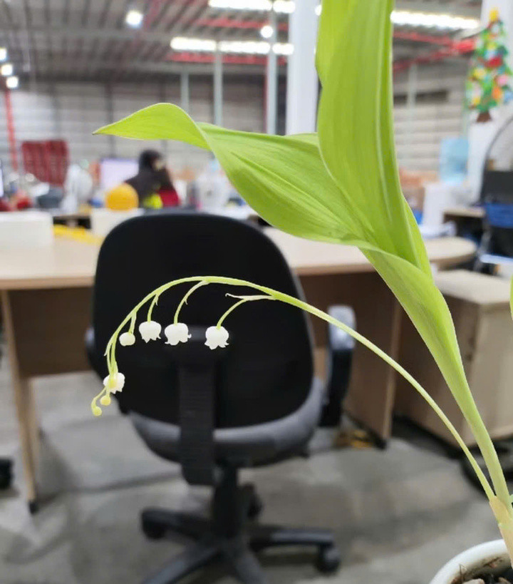 Một trong những nguyên nhân các bạn trẻ thích tự trồng linh lan vì nếu mua dùng cho đám cưới, số tiền phải bỏ ra sẽ khá lớn. Chưa hết, loài hoa này có sản lượng không cao, khó thu hoạch.