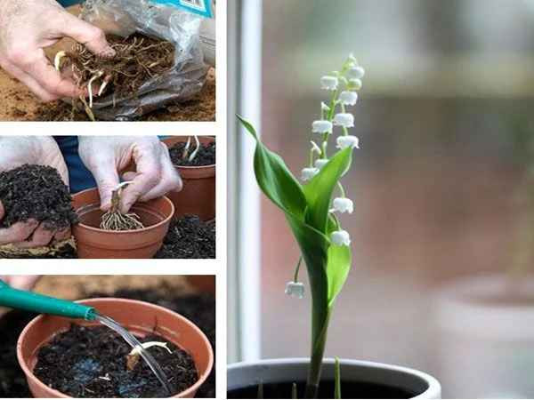 Nhiều bạn trẻ khác cũng rất hào hứng tham gia trào lưu này và ước định rằng khi hoa nở cũng là lúc bản thân có thể lấy vợ, cưới chồng.