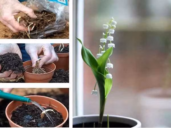 Nhiều bạn trẻ khác cũng rất hào hứng tham gia trào lưu này và ước định rằng khi hoa nở cũng là lúc bản thân có thể lấy vợ, cưới chồng.