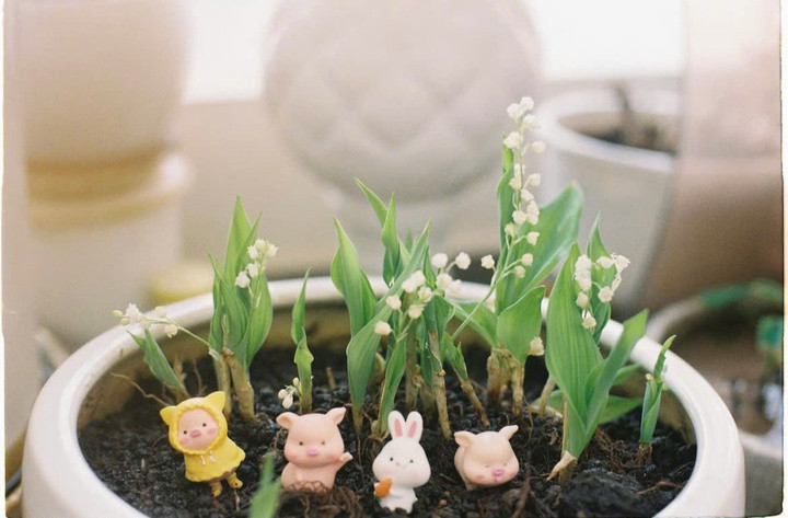 Tại Việt Nam trung bình, giá một bó hoa cưới linh lan nhập khẩu cỡ nhỏ dao động xung quanh mức 10 triệu đồng. Những bó hoa lớn hay có thiết kế phức tạp hơn có thể được bán với giá trên dưới 30 triệu đồng.