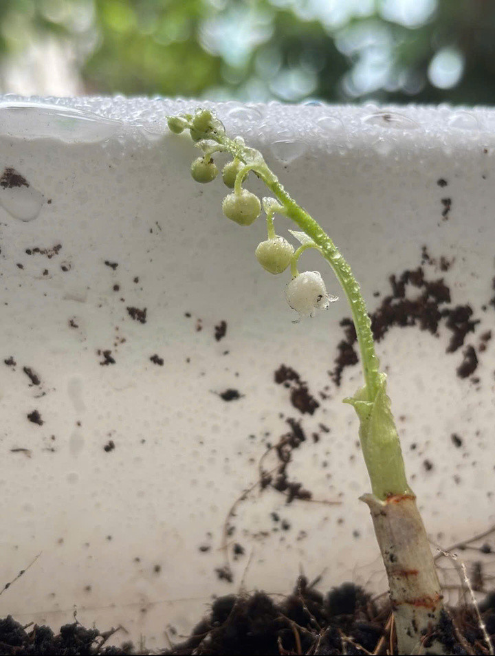 Ở Việt Nam, phong trào trồng hoa linh lan chờ đến lúc thu hoạch cũng là ngày mình kết hôn đang ngày càng nở rộ trong giới trẻ.