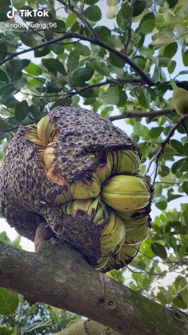 mới đây, sự xuất hiện của một quả mít khác thường lập tức thu hút sự chú ý của cư dân mạng.