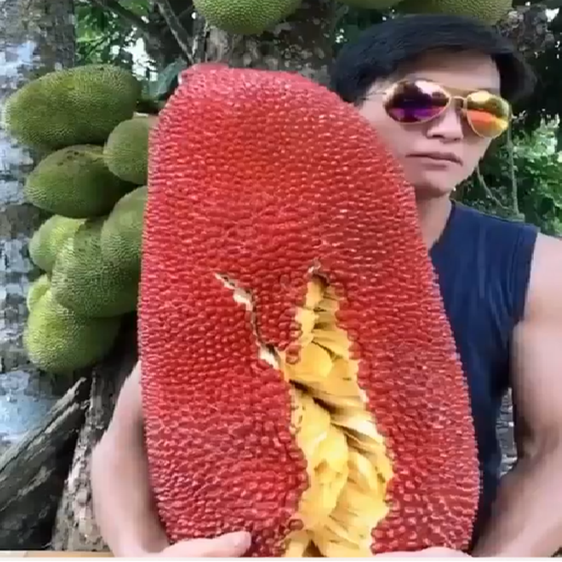 Hình ảnh một quả mít bị sơn màu đỏ trông khá lạ mắt.