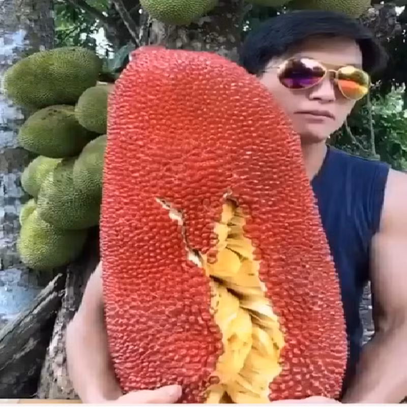 Hình ảnh một quả mít bị sơn màu đỏ trông khá lạ mắt.