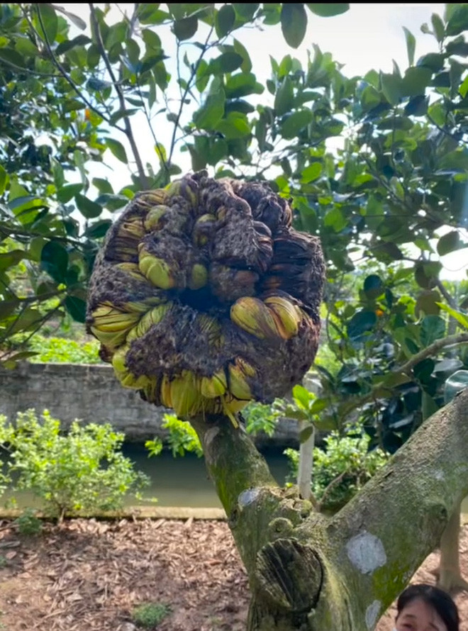 Lâu ngày, những chỗ nứt của quả mít cũng dần chuyển sang màu xanh, dẫn đến kết quả như trong hình trên.