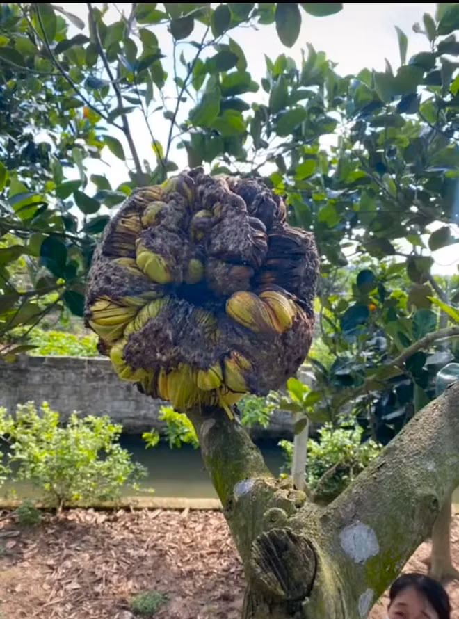 Lâu ngày, những chỗ nứt của quả mít cũng dần chuyển sang màu xanh, dẫn đến kết quả như trong hình trên.