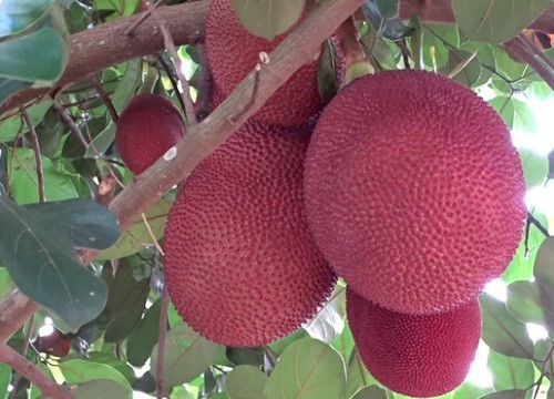 Trước đó, cũng từng có người chia sẻ mít bị nứt và lòi hết múi ra ngoài như thế này.