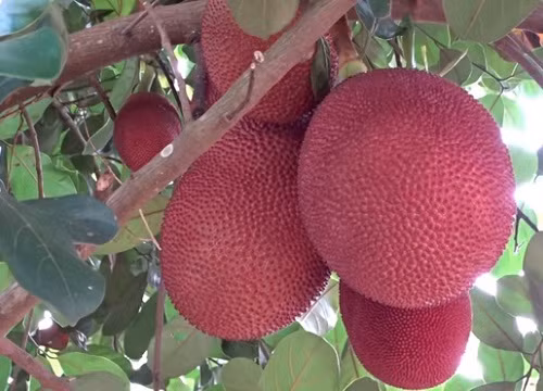 Trước đó, cũng từng có người chia sẻ mít bị nứt và lòi hết múi ra ngoài như thế này.